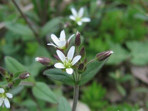 Cerastium holosteides var. hallaisanense