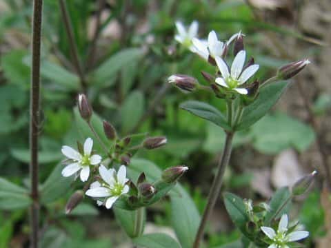 Cerastium holosteides var. hallaisanense