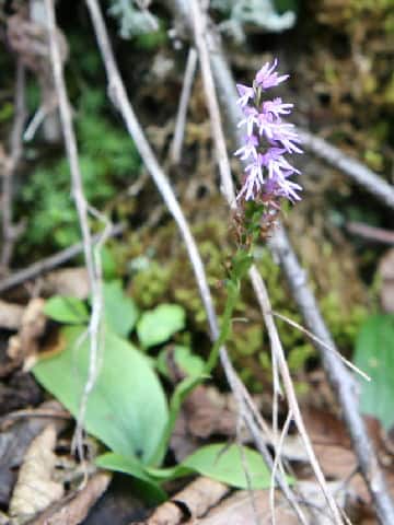Gymnadenia cucullata