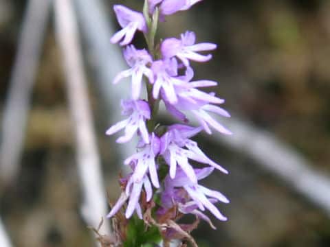 Gymnadenia cucullata