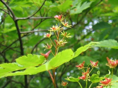 Acer tschonoskii