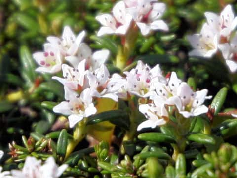 Loiseleuria procumbens