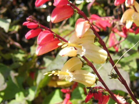 Ipomoea lobata