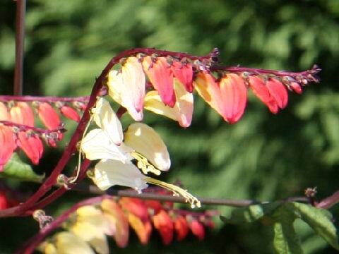 Ipomoea lobata