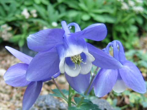 Aquilegia flavellata var. pumila