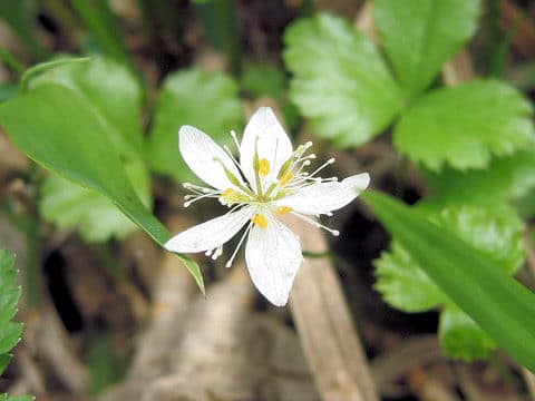 Coptis trifolia