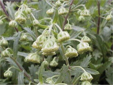 Artemisia pedunculosa