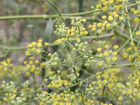 Bupleurum scorzoneraefolium var. stenophyllum