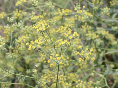 Bupleurum scorzoneraefolium var. stenophyllum