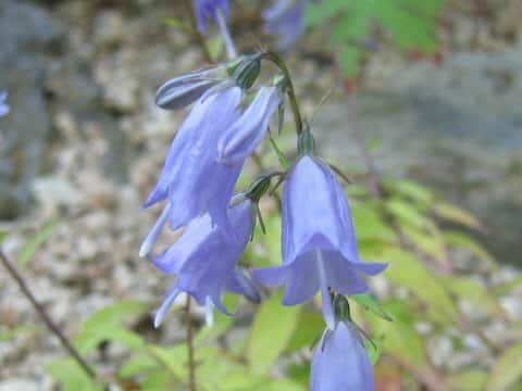 Adenophora nikoensis var. stenophylla