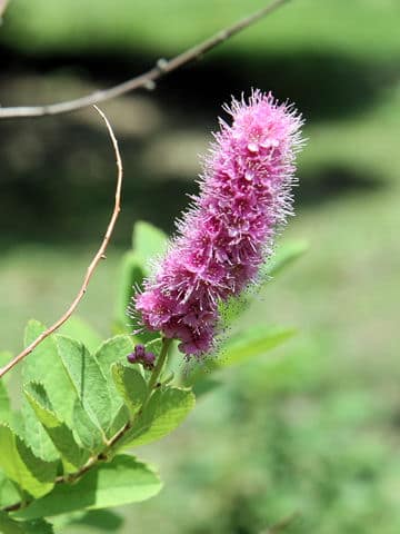 Spiraea salicifolia cv. Mizuho