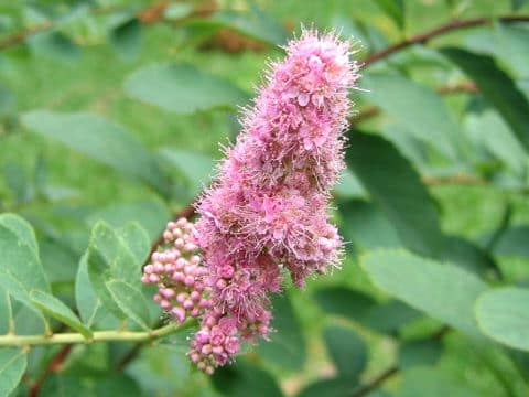Spiraea salicifolia cv. Mizuho