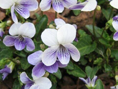 Viola cv. Misuzu