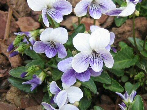 Viola cv. Misuzu