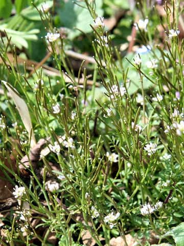 Cardamine hirsuta