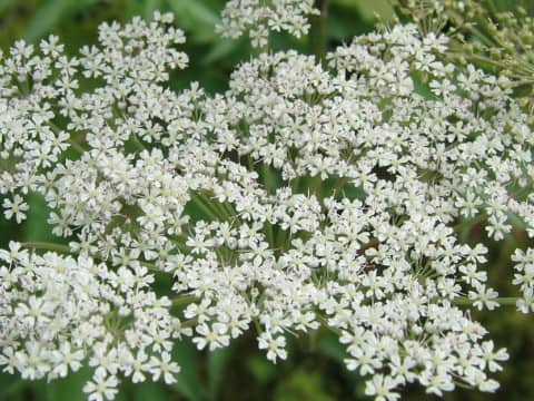 Angelica acutiloba ssp. iwatensis