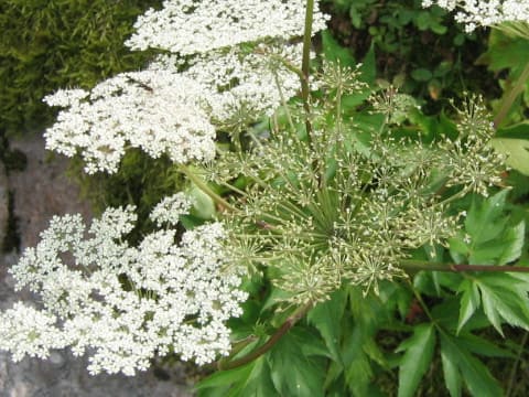 Angelica acutiloba ssp. iwatensis