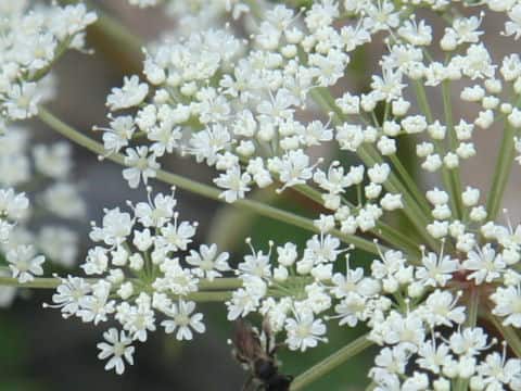 Angelica acutiloba ssp. iwatensis