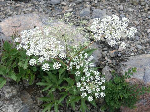 Angelica acutiloba ssp. iwatensis