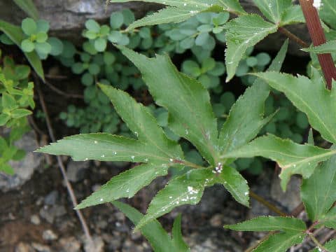 Angelica acutiloba ssp. iwatensis