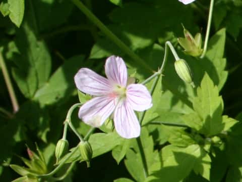 Geranium wilfordii