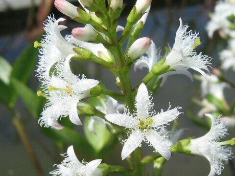 Menyanthes trifoliata