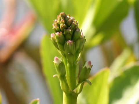 Menyanthes trifoliata