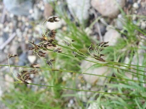 Poa malacantha var. shinanoana