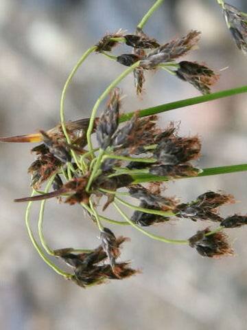 Poa malacantha var. shinanoana