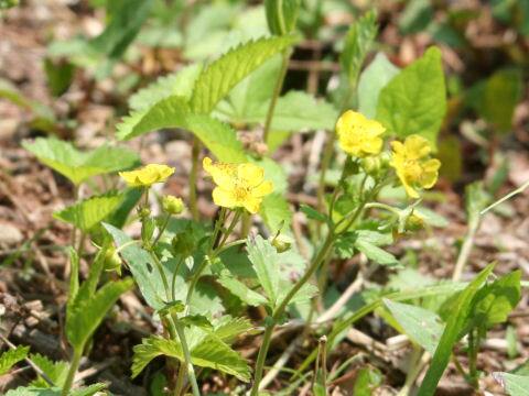Potentilla freyniana
