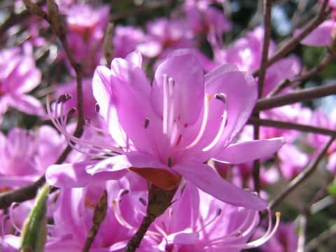 Rhododendron dilatatum