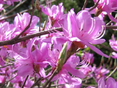 Rhododendron dilatatum