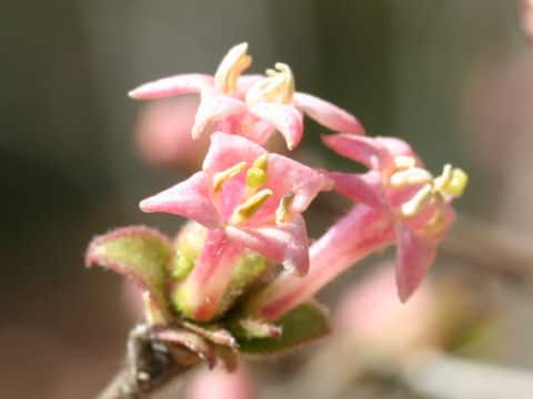 Lonicera gracilipes var. glandulosa