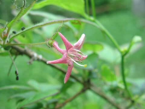 Lonicera gracilipes var. glandulosa