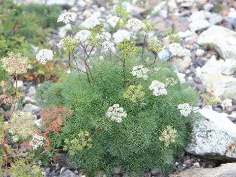 Tilingia tachiroei