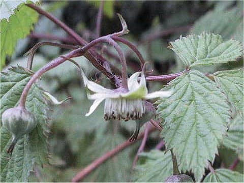 Rubus yabei