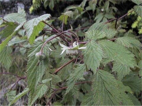 Rubus yabei