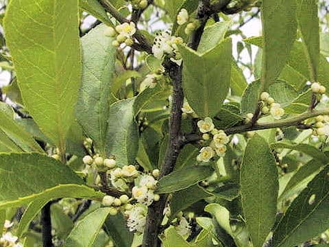 Ilex nipponica