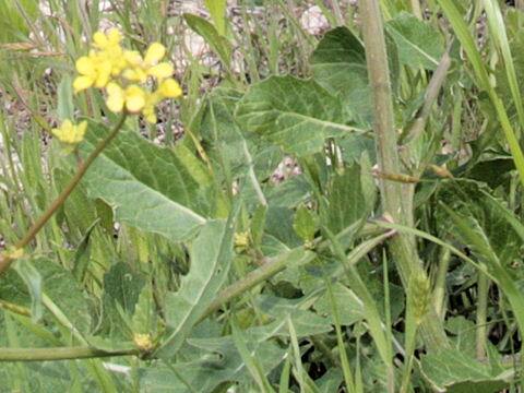 Rapistrum rugosum
