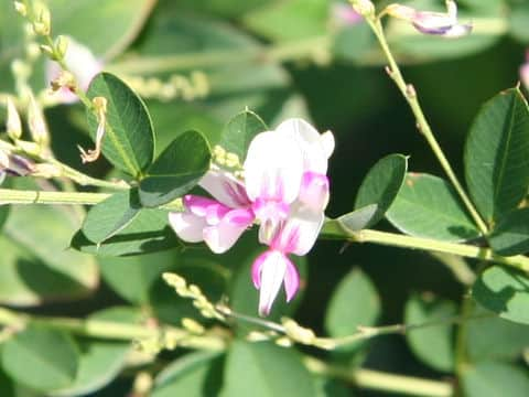 Lespedeza thunbergii