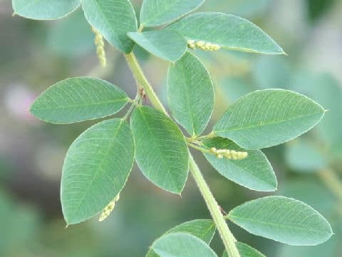 Lespedeza thunbergii