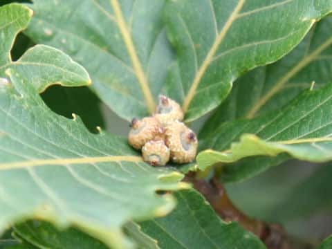 Quercus cuspidata var. horikawae