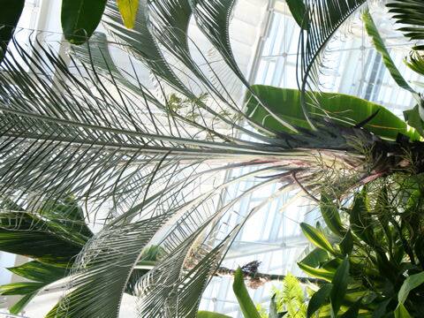 Neodypsis decaryi