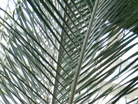Neodypsis decaryi