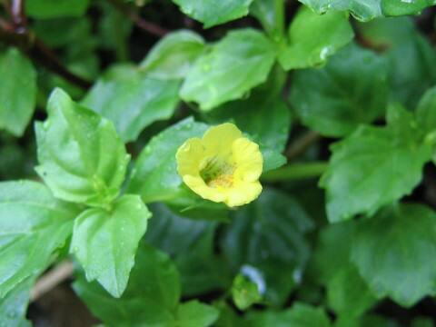 Mimulus nepalensis var. japonicus