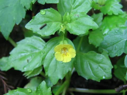 Mimulus nepalensis var. japonicus