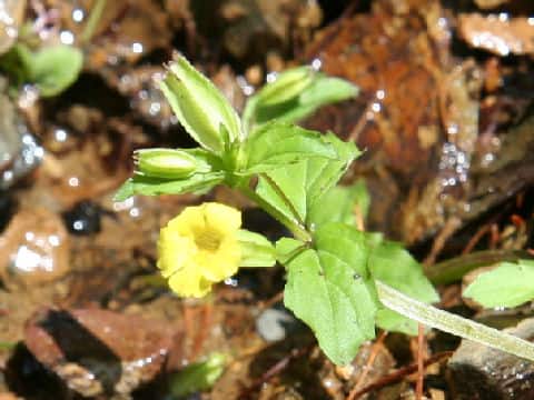 Mimulus nepalensis var. japonicus