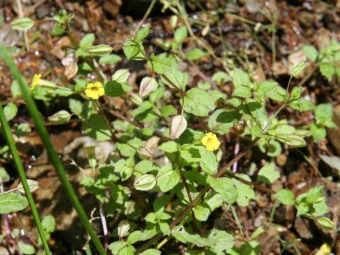 Mimulus nepalensis var. japonicus