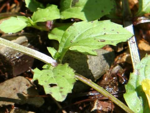 Mimulus nepalensis var. japonicus