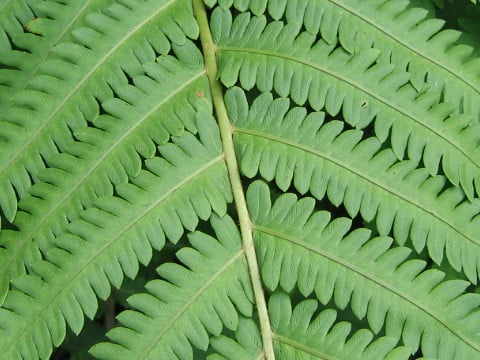 Stegnogramma pozoi ssp. mollissima